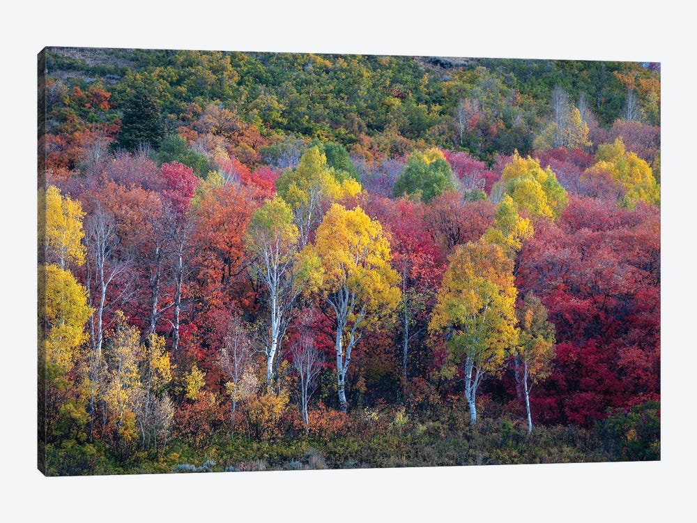 Autumn Rainbow by Dustin LeFevre 1-piece Canvas Art