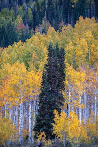 Uintas Fall by Dustin LeFevre multi panel art