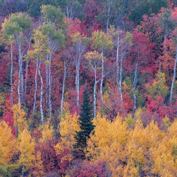 Dustin LeFevre: Utah Rainbow by Dustin LeFevre