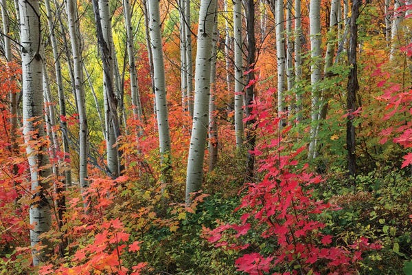 Dustin LeFevre: Wasatch Rainbow by Dustin LeFevre
