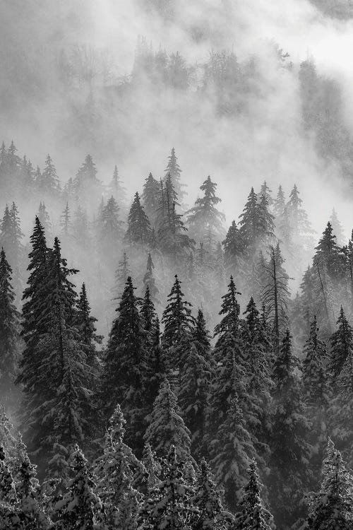 Mystic by Dustin LeFevre wall art