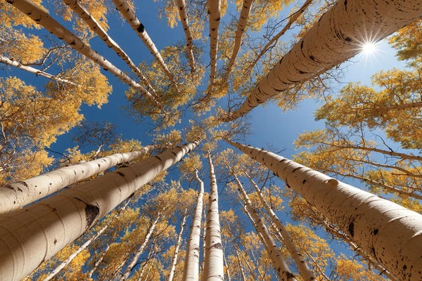 Dustin LeFevre: Heavenward by Dustin LeFevre