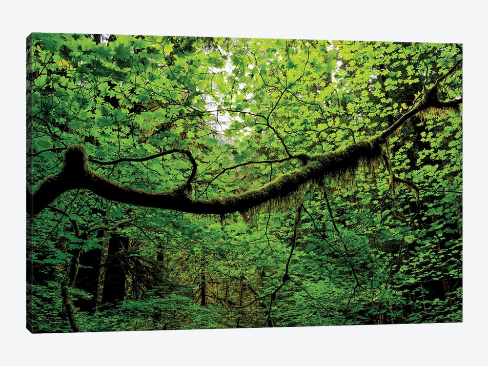 Canopy by Dustin LeFevre 1-piece Canvas Wall Art