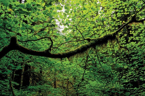 Washington: Canopy by Dustin LeFevre