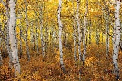 Transition by Dustin LeFevre art print