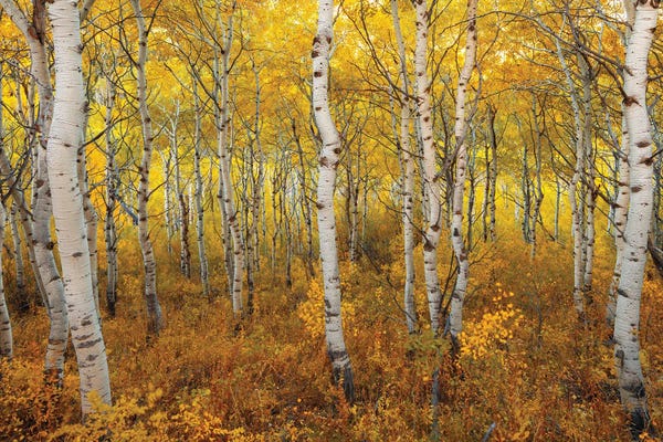 Utah: Transition by Dustin LeFevre