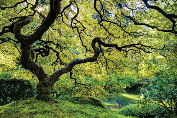 Dustin LeFevre: Green by Dustin LeFevre