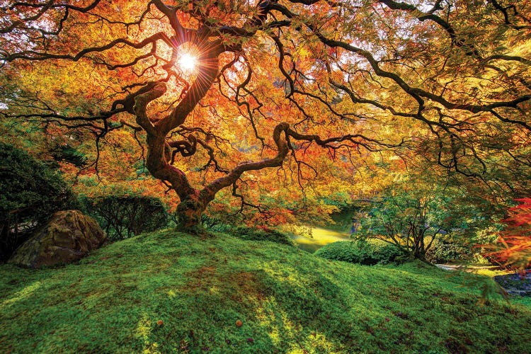 Maple by Dustin LeFevre wall art