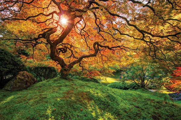 Oregon: Maple by Dustin LeFevre