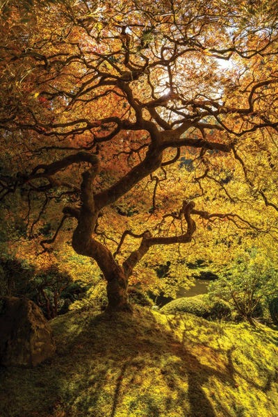 Dustin LeFevre: Iridescent by Dustin LeFevre