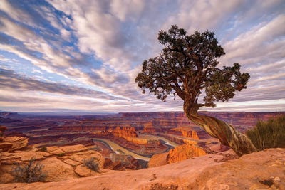 Dead Horse Point by Dustin LeFevre canvas print
