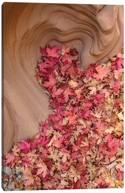 Heart Of Autumn Canvas Art Print - Dustin LeFevre