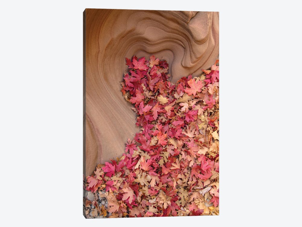 Heart Of Autumn by Dustin LeFevre 1-piece Canvas Art