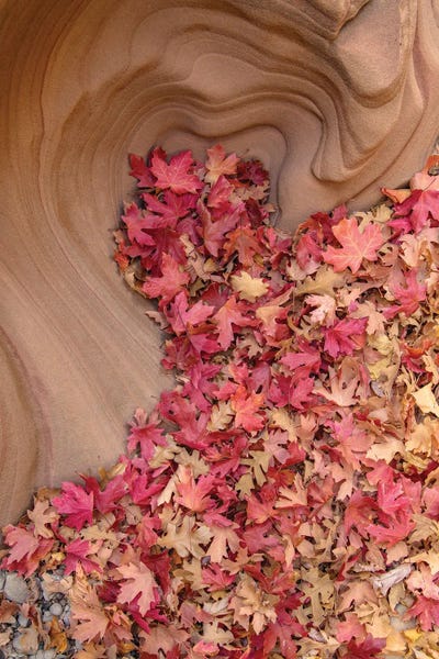 Dustin LeFevre: Heart Of Autumn by Dustin LeFevre