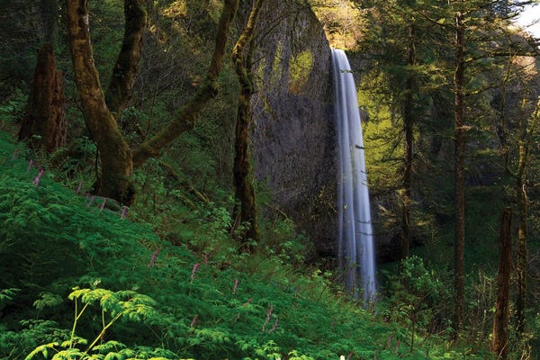 Oregon: Latourell Falls by Dustin LeFevre