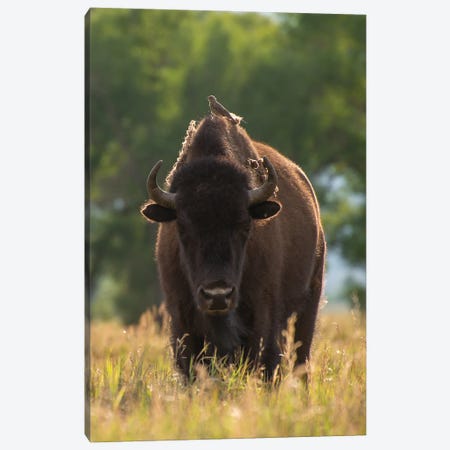 Female Bison And Calves Walking Down A H - Canvas Print | Janet Horton