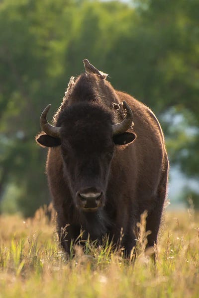 Dustin LeFevre: Perched by Dustin LeFevre