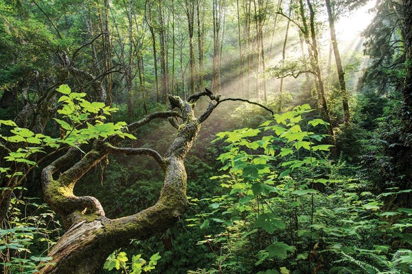 Large Photography - Canvas Prints: Sacred Grove by Dustin LeFevre