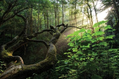 Sacred Forest by Dustin LeFevre multi panel art