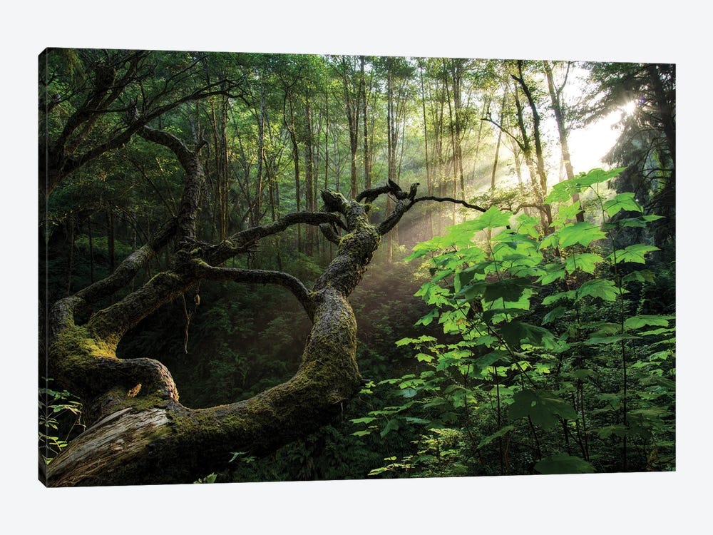 Sacred Forest by Dustin LeFevre 1-piece Art Print