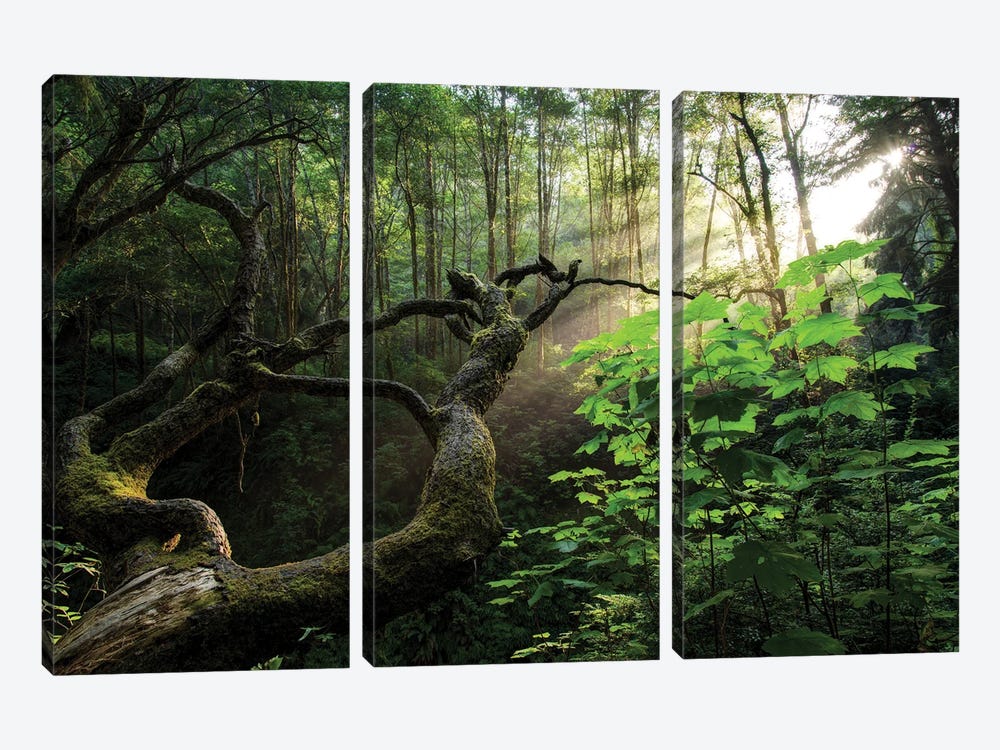 Sacred Forest by Dustin LeFevre 3-piece Canvas Print