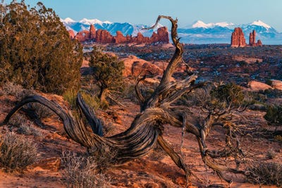 Twisted Desert by Dustin LeFevre art print