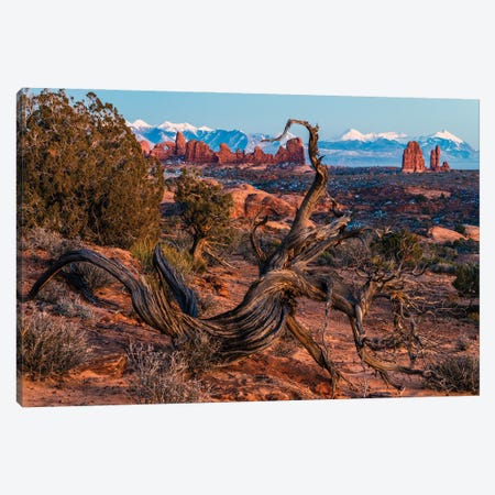 Twisted Desert Canvas Print #DLF72} by Dustin LeFevre Canvas Wall Art