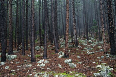 Through The Trees by Dustin LeFevre art print
