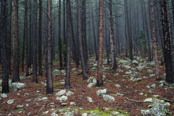 Through The Trees