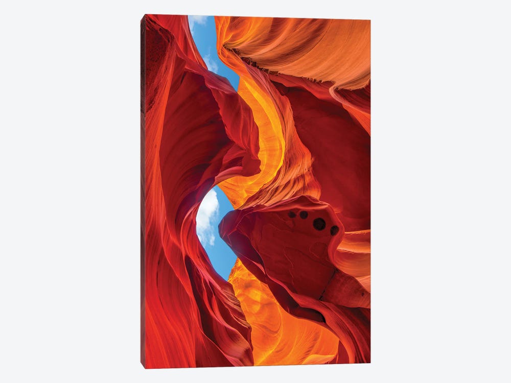 Enduring Beauty by Dustin LeFevre 1-piece Canvas Wall Art
