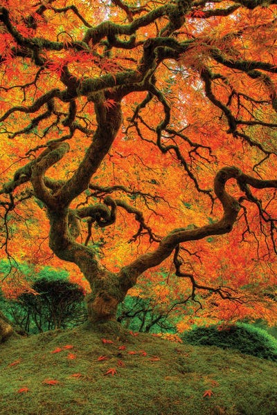 Dustin LeFevre: Structured Beauty by Dustin LeFevre