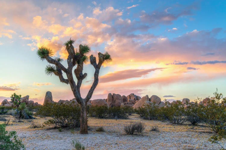 Joshua Tree Sunset