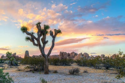 Joshua Tree National Park