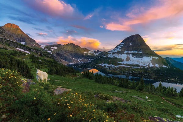 Utah: Curious Goat by Dustin LeFevre