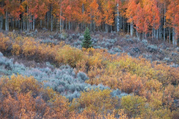 Utah: Lone Pine Autumn by Dustin LeFevre
