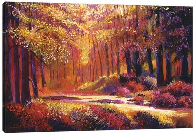 Paintbox Forest Canvas Art Print - David Lloyd Glover