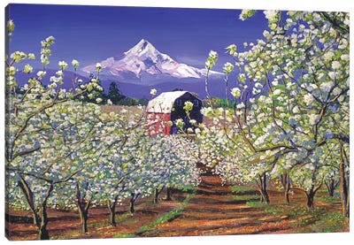 Apple Blossom Time Canvas Art Print - David Lloyd Glover