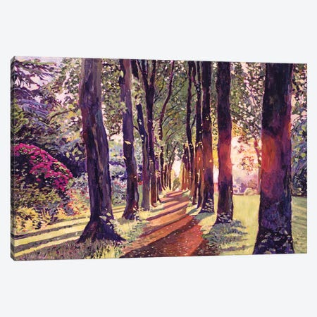 A Walk In The Forest Canvas Print #DLG7} by David Lloyd Glover Canvas Art