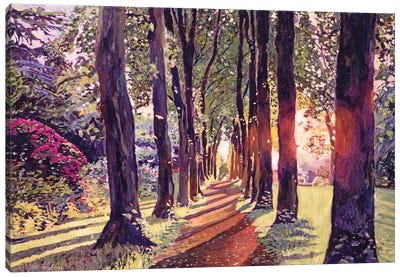 A Walk In The Forest Canvas Art Print - David Lloyd Glover