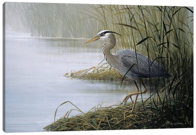 Watching And Waiting Canvas Art Print - Marsh & Swamp Art