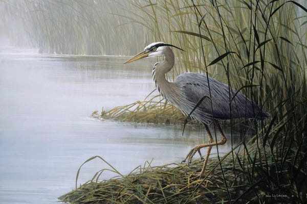 Marshes & Swamps: Watching And Waiting by Don Li-Leger
