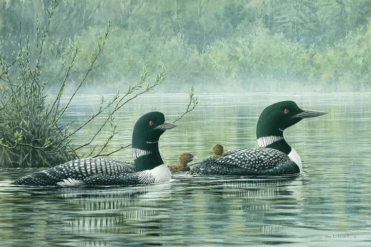 Northern Reflections - Loons