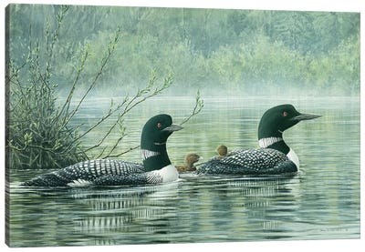 Northern Reflections - Loons Canvas Art Print