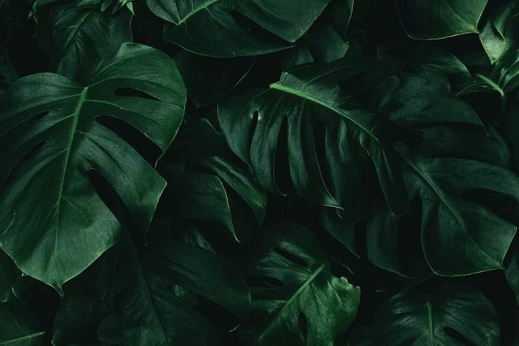 Leaf Green I by Danilo de Alexandria wall art