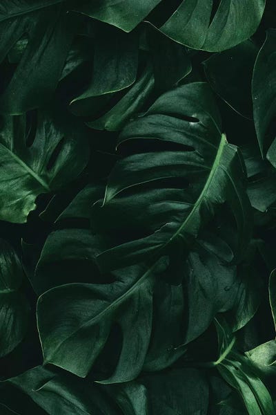 Leaf Green II by Danilo de Alexandria framed wall art