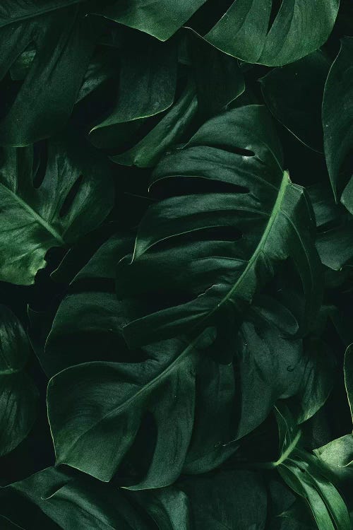 Leaf Green II by Danilo de Alexandria wall art
