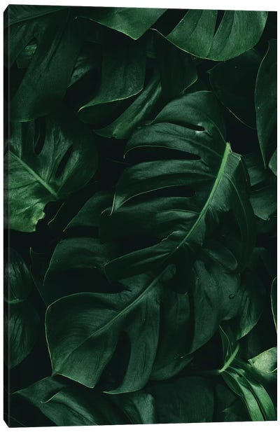 Leaf Green II Canvas Art Print - Danilo de Alexandria