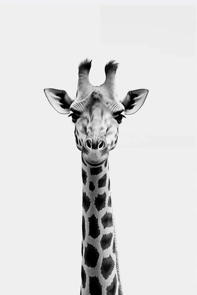Giraffes: Giraffe Minimalistic by Danilo de Alexandria