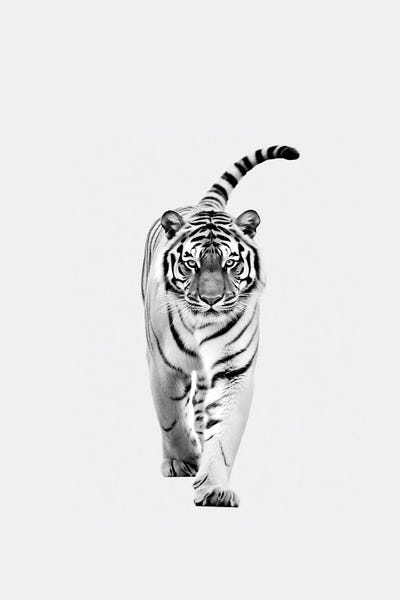 Danilo de Alexandria: Tiger Minimalistic by Danilo de Alexandria