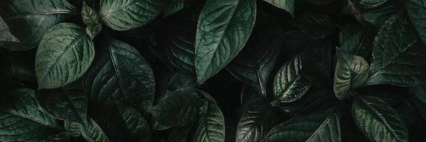 Leaf Green V